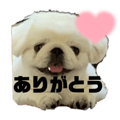 [LINEスタンプ] ペキニーズのもーちゃん