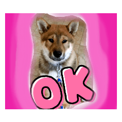 [LINEスタンプ] 日本犬【四国犬】たろくん / Japanese dog