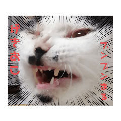 [LINEスタンプ] 激おこぷんぷん丸ねこ
