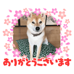 [LINEスタンプ] たろうさん・こっちゃんスタンプパート2