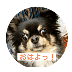[LINEスタンプ] チワワのじゅん