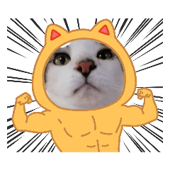 [LINEスタンプ] うちのニャンコせいぞろいのスタンプ