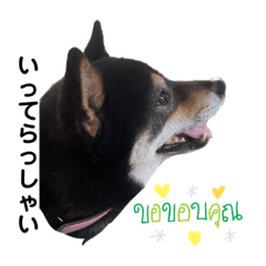[LINEスタンプ] 黒柴すずです