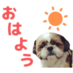 [LINEスタンプ] シーズー犬 マル君
