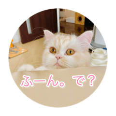 [LINEスタンプ] ドラジェのにちじょう