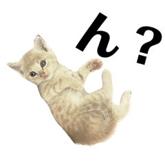 [LINEスタンプ] 茶トラの子猫ちゃん