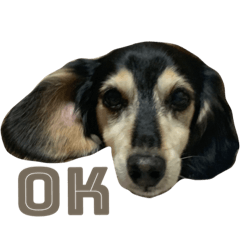 [LINEスタンプ] 愛犬モコさん