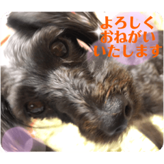 [LINEスタンプ] るんちゃんおすましスタンプ