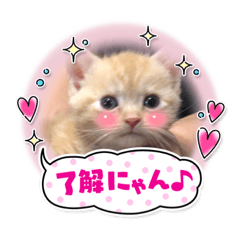 [LINEスタンプ] イナリ＆ルフィ2