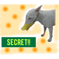 [LINEスタンプ] 仲良し3兄弟犬 2