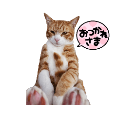 [LINEスタンプ] 蜜柑のスタンプ