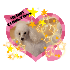 [LINEスタンプ] プードル犬kohaku君Xmasお正月バージョン