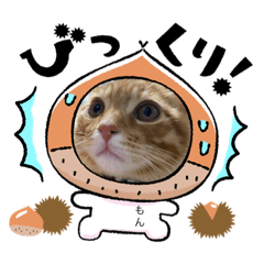 [LINEスタンプ] うさぎ＆ねこ写真スタンプ