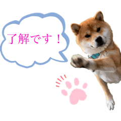 [LINEスタンプ] 柴犬の ゆき丸♡ 敬語