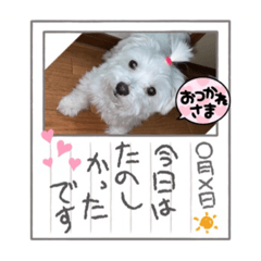 [LINEスタンプ] マルの可愛いしぐさ