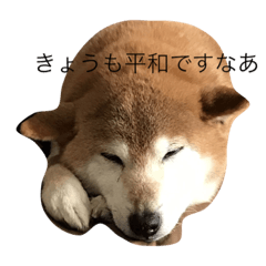 [LINEスタンプ] 柴犬のチャンプくん