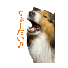 [LINEスタンプ] シェルティ のリックスタンプ