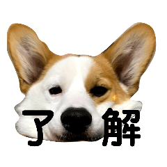 [LINEスタンプ] コーギーのノアちゃん