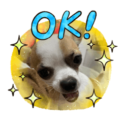 [LINEスタンプ] スムースチワワの吉平ちゃん