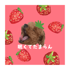 [LINEスタンプ] きけしゃんすたんぷ〜