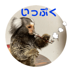 [LINEスタンプ] コモンマーモセット  らむね君3