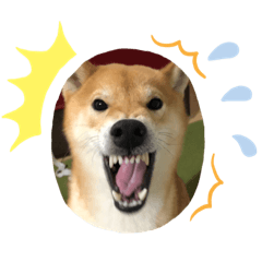 [LINEスタンプ] 柴犬 りゅう Vol.2