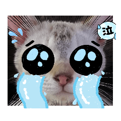 [LINEスタンプ] ピエンにゃんこ