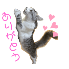 [LINEスタンプ] メインクーンのメイ③