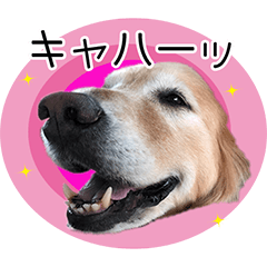 [LINEスタンプ] ゴールデンなりくちゃんvol.5