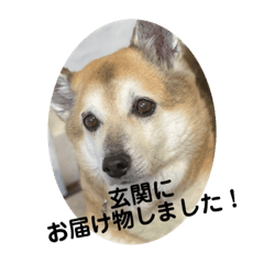 [LINEスタンプ] ナッツスタンプ！よく使うバージョン