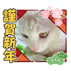 [LINEスタンプ] きな子②