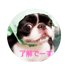 [LINEスタンプ] 狆犬 ふーpart1