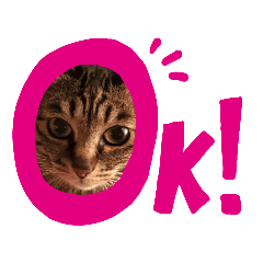 [LINEスタンプ] This is our Cat