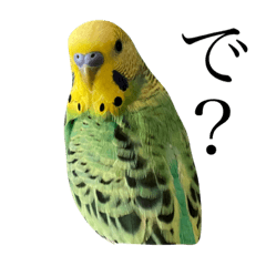 [LINEスタンプ] クールインコ