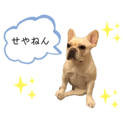 [LINEスタンプ] frenchie mugi #03