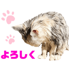 [LINEスタンプ] 濡れ三毛猫ハリーさんの仲間たち デカ文字