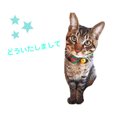 [LINEスタンプ] のあねろ③