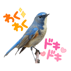 [LINEスタンプ] 幸せを運ぶ青い鳥たち