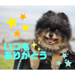 [LINEスタンプ] ポメラニアンの太助・太愛3