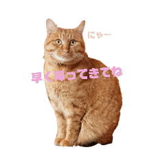 [LINEスタンプ] 茶トラのちゃくん2番