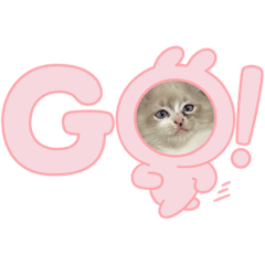 [LINEスタンプ] ねこちゃんず01