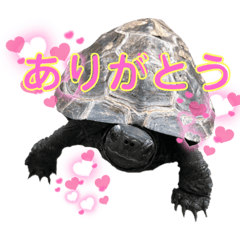 [LINEスタンプ] チロ＆マロの亀スタンプ第二段
