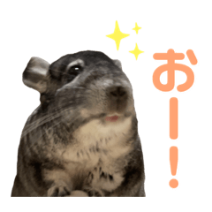 [LINEスタンプ] チンチラのおはぎくん6