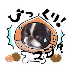 [LINEスタンプ] 狆ちろ挨拶