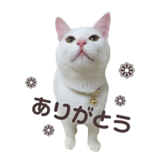[LINEスタンプ] りくまるすたんぷ②