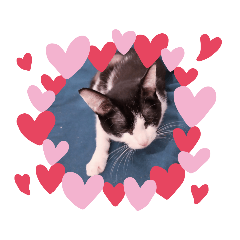 [LINEスタンプ] おもしろい猫5