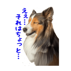 [LINEスタンプ] シェルティー リック君スタンプ
