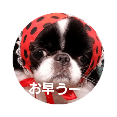 [LINEスタンプ] 狆犬 ふーちゃん 挨拶