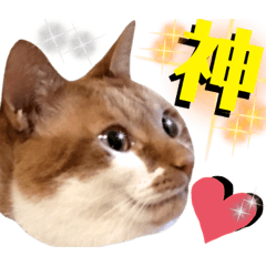 [LINEスタンプ] ねねこ♥⑮実写猫〜日常会話スタンプ