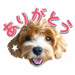 [LINEスタンプ] Tim's stamps！